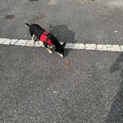 전라북도 정읍 강아지 발견