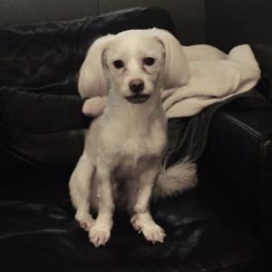 강아지 보호 중입니다. 서초 방배동 함지박 사거리에서 발견