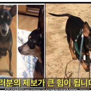 [수원] 미니핀 수컷 강아지 찾습니다!!!!