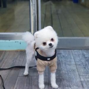 강아지를 찾습니다