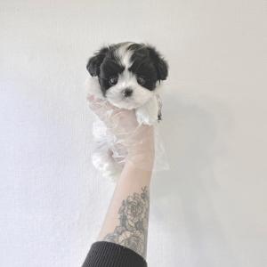 파티컬러의 특별한 매력 말티푸 분양보내요~