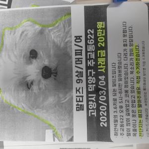 경기도 고양시 덕양구 말티즈를 찾습니다...