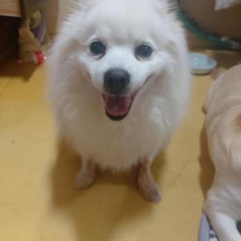 스피츠 강아지를 찾습니다.