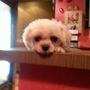 서울 신림동 흰색 말티즈를 찾습니다