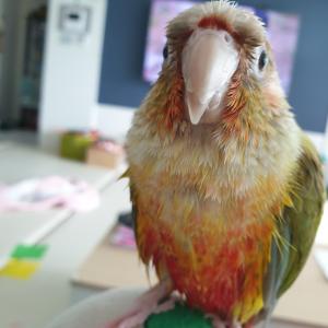 코뉴어 앵무새를 잃어버렸어요