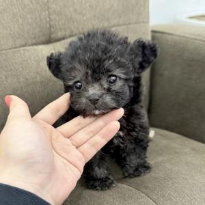 ( 25만원 ) 실버푸들 아가 분양합니다