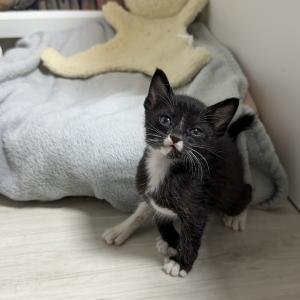 수도권) 턱시도 아기고양이 가족찾아요