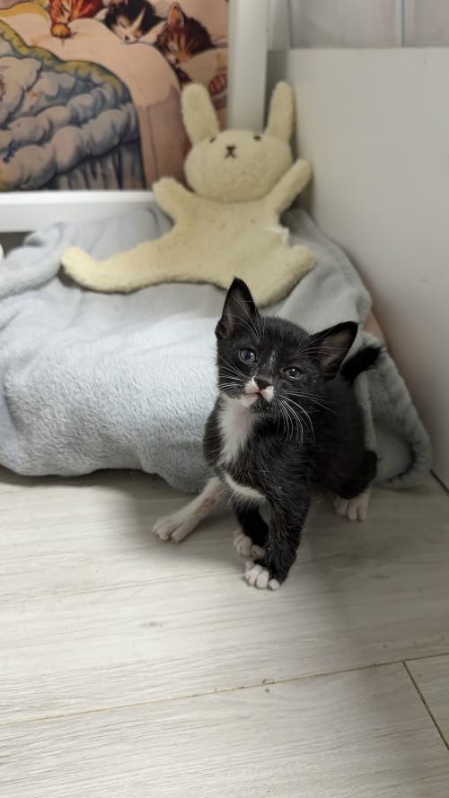 수도권) 턱시도 아기고양이 가족찾아요
