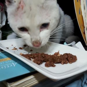망우초근처 터키쉬앙고라고양이목격