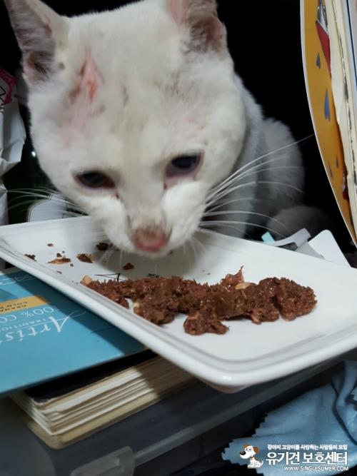 망우초근처 터키쉬앙고라고양이목격