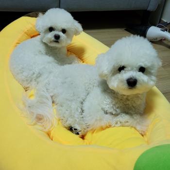 포승단지_비숑(찡찡)이를 찾아요,