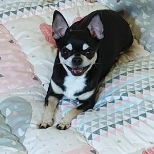 강아지를 찾습니다