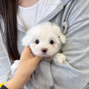 2개월령 꼬숑분양 진행 중이에요