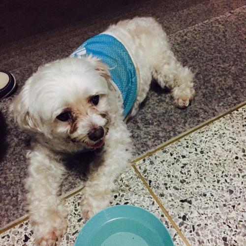 서울 동작구 대방동에서 발견한 말티즈 남아 보호중입니다