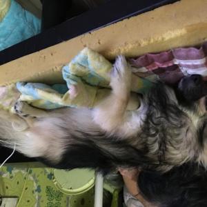 수원 탑동 갈색 포메 암컷 찾아요