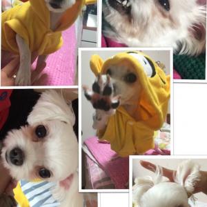 [인천]말티즈(암컷)실종! 사례금50만원.제발도와주세요..