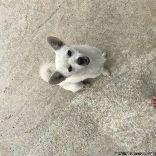 강원 춘천시 사농동(우두동)