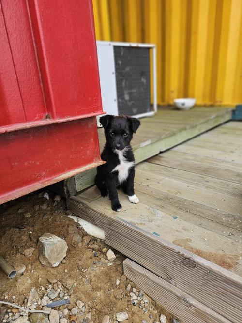 새가족을 찾습니다💕🐶