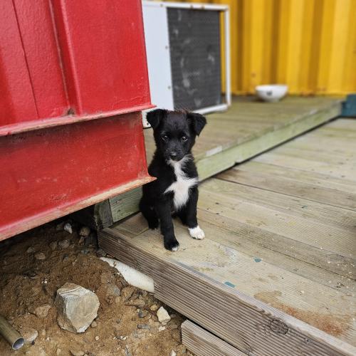 새가족을 찾습니다💕🐶