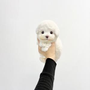 풍성한 곱슬 털 높은 지능 푸들 분양 보내요~