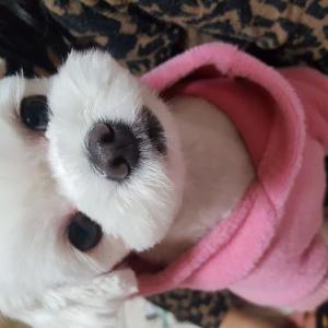 용인시청 근처에서 숫컷 말티즈 찾아요ㅠㅠ