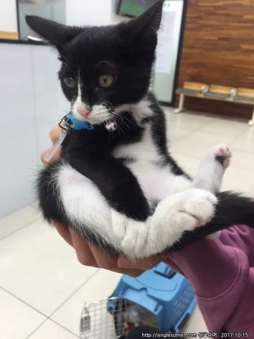 코숏 턱시도 분양합니다:)