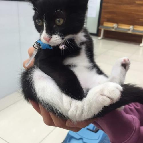 코숏 턱시도 분양합니다:)