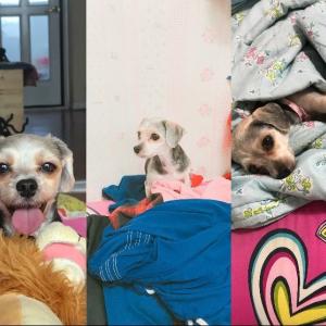 청주 요크셔테리어 찾아요