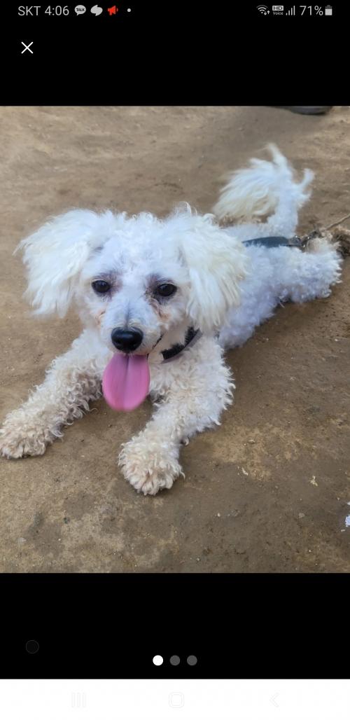 용인시 운학동 강아지 보호중