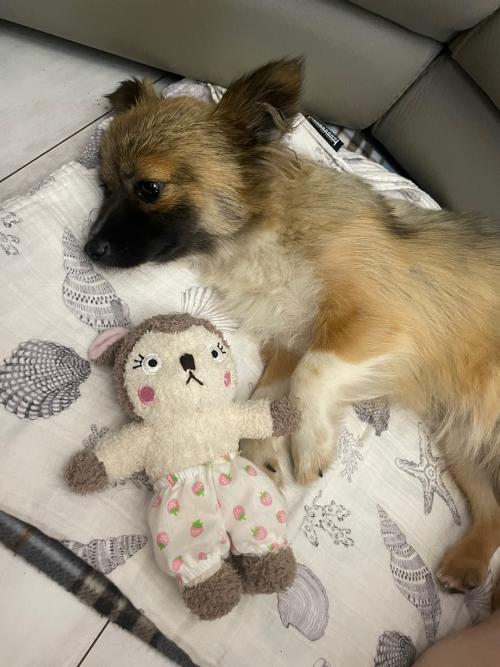 충남 서천군 비인면 선도리 믹스견!