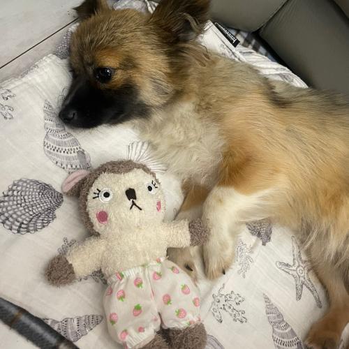 충남 서천군 비인면 선도리 믹스견!