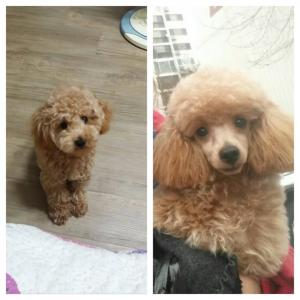 쌍문동 연갈색푸들 2.7키로 암컷 1살됨.