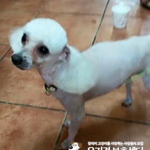 노원 상계동 당고개4번출구 근처 흰색푸들남아(소형2kg) 찾습니다