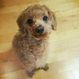 저희 강아지를 찾습니다