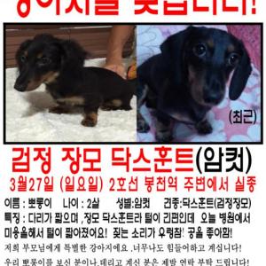 봉천역근처 검정 닥스훈트! 찾습니다!!