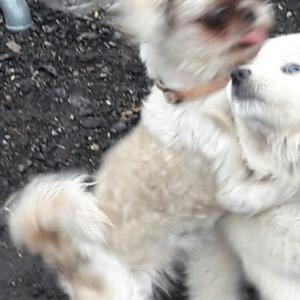 강아지를 찾습니다.