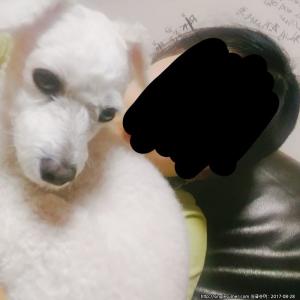 청주 강아지 찾아요