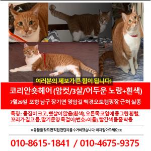 ***고양이 나비를 찾습니다***
