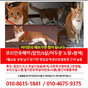 ***고양이 나비를 찾습니다***