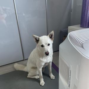 반려견을 찿습니다