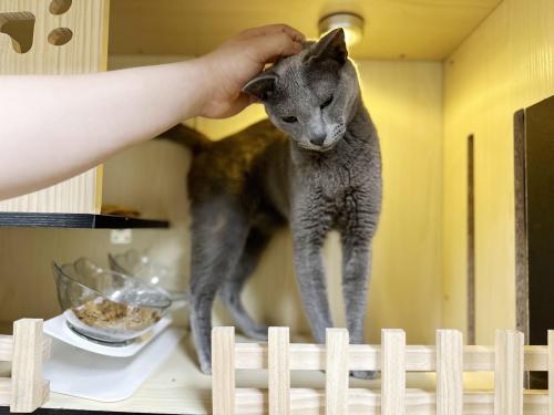 러시안블루 냥이 임시보호중입니다 !