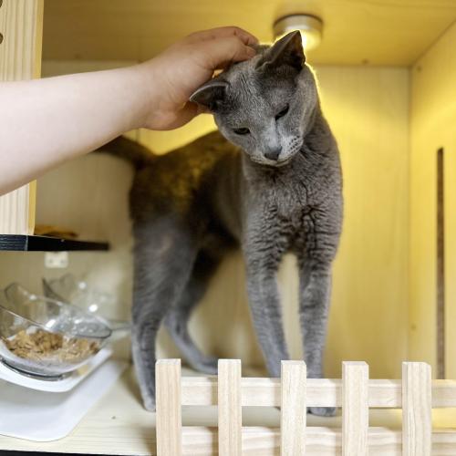 러시안블루 냥이 임시보호중입니다 !