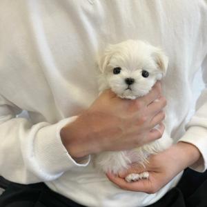 [25만원] 2개월령 말티푸 분양 해요 푸들 95% 닮았죠