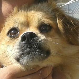 강아지를 찾습니다