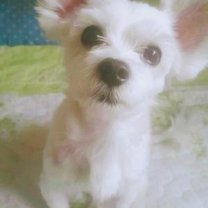 용산구 보광동 9뽀송이 좀 찾아주세요