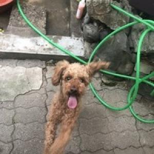 충주시 갈색푸들 찾아요