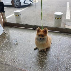 유기견보호