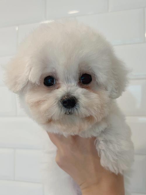 [분양완료] 비숑 애기의 좋은 보호자 분을 찾고 있습니다