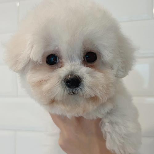 [분양완료] 비숑 애기의 좋은 보호자 분을 찾고 있습니다