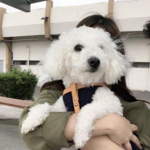 흰색 6kg 중형견 1살 비숑 (김포사우동)